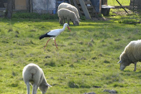 Cigogne&moutons