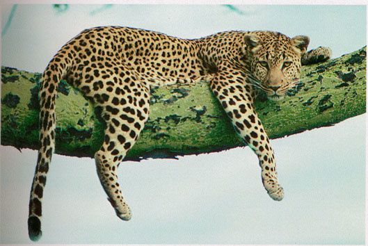4204_Leopard.jpg