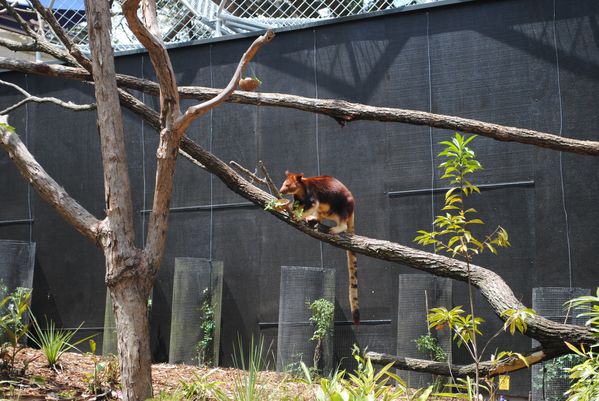 Taronga-Zoo 0244