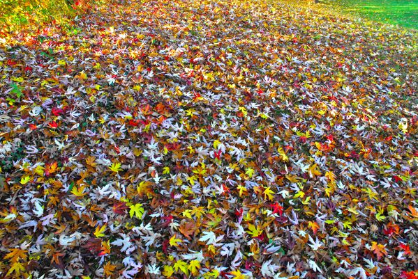 feuilles mortes