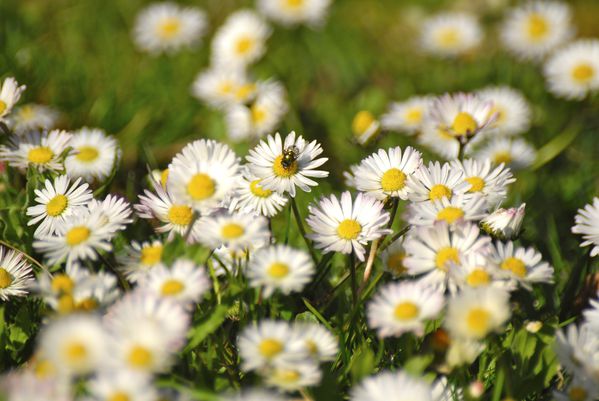 marguerites