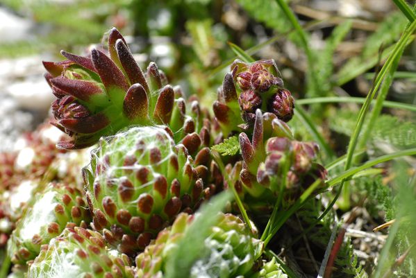 fleurs joubarde à toile d’araignée