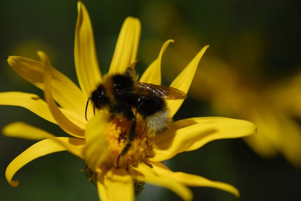 fleurs arnica