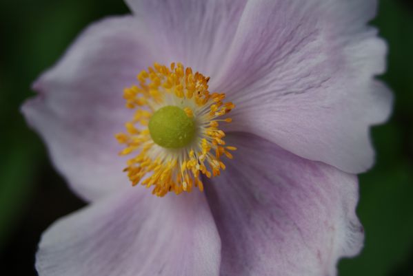 anemone-du-Japon--2-.JPG