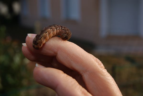 chenille-noctua-pronuba--5-.JPG