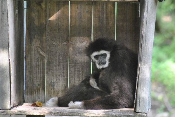 Gibbon a mains blanches