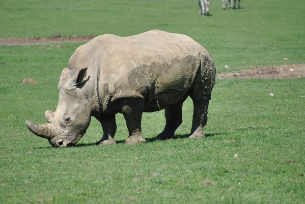 Rhinoceros Blanc