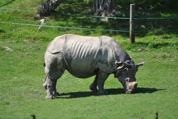 Rhinoceros Indien