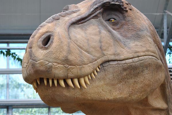 Tyranosaure Rex