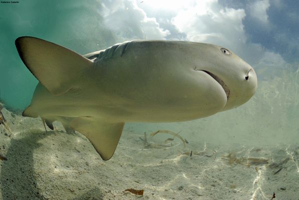 lemon-shark-up-close.jpg