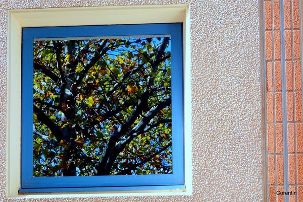 s02----Fenetre-et-feuilles.JPG