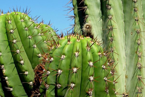 Y02 - Cactus