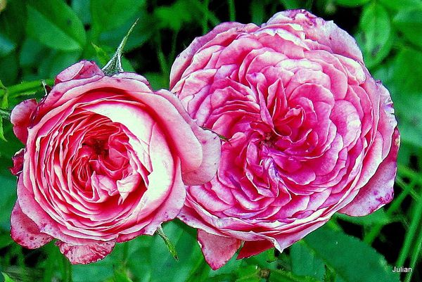G07 -Rose rose