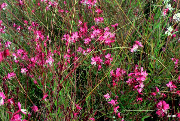 aq07---gaura-1.JPG