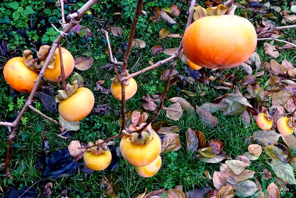 DQ04---fruits3.JPG