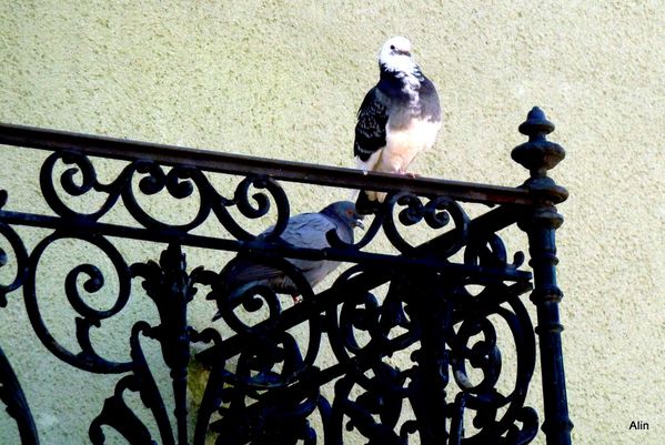 25---les-2-pigeons.JPG