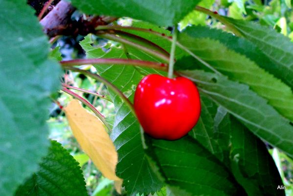 31---Cerise.JPG