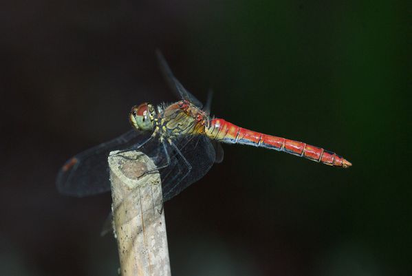 sympetrum_profil.jpg