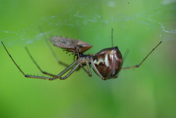 theridiidae mange cicadelle