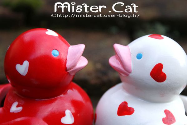 canards-plastique-saint-valentin-mister-cat-3