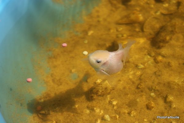 poisson-rouge-photofarfouille