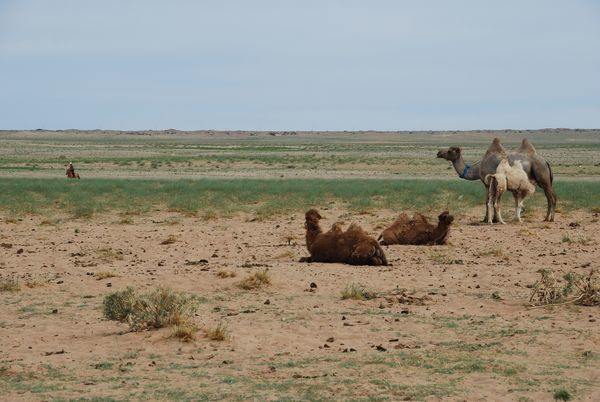 Les-chameaux-au-campement-dans-le-desert-de-Gobi.jpg
