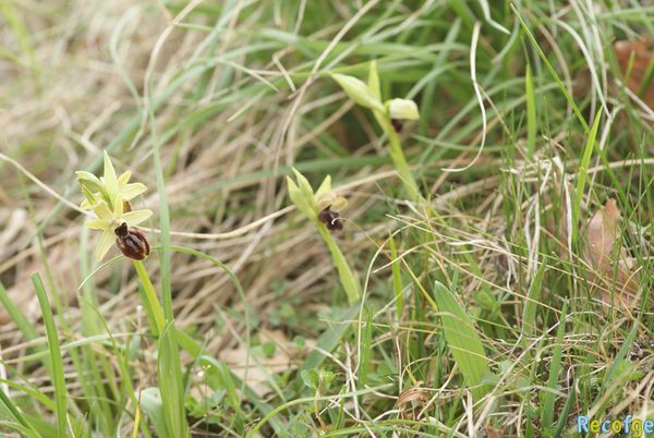 ophrys02