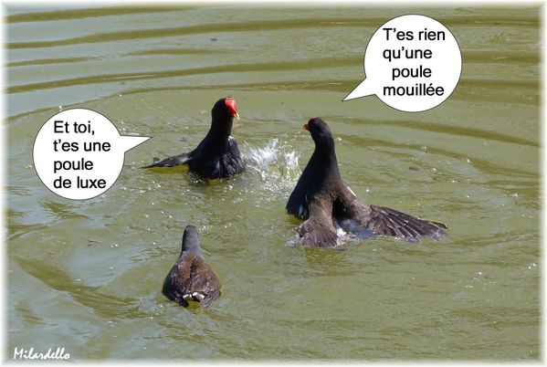 Poules-d-eau-la-bagarre-le-debat-1b-humour-animaux.JPG