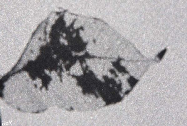 recueil-48-1038.jpg