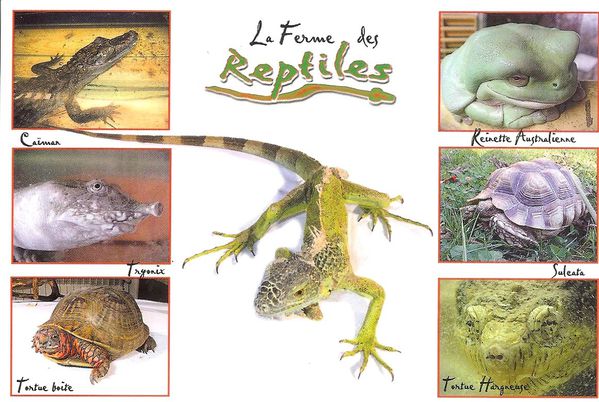 Les-reptiles.jpg