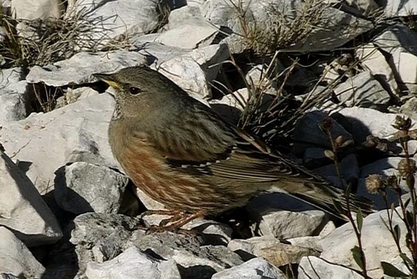 PXR moineau1