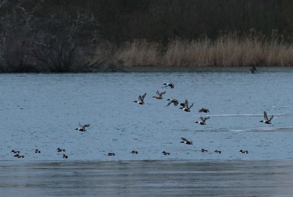 IMG_4759_2-etangs-Saclay-91.jpg