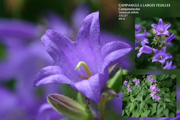 10x15 Campanule à larges feuilles
