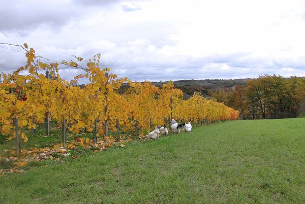 7-11 vignes jaunes