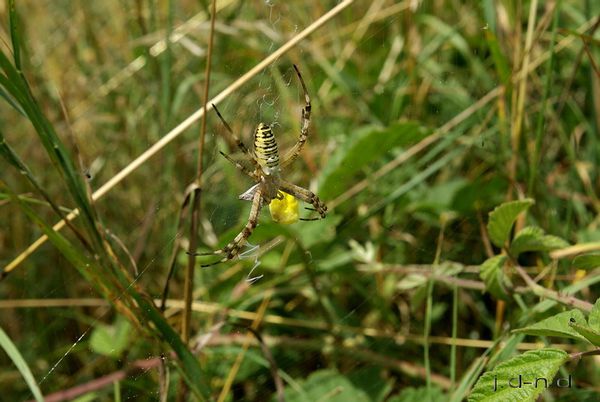 2 Argiope Bruennichi