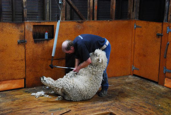 shearing 7879