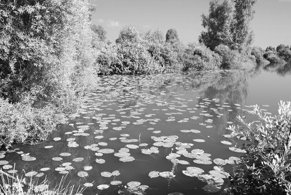 MARAIS DE SAINT-GOND ( Didier Simonnet ) 10