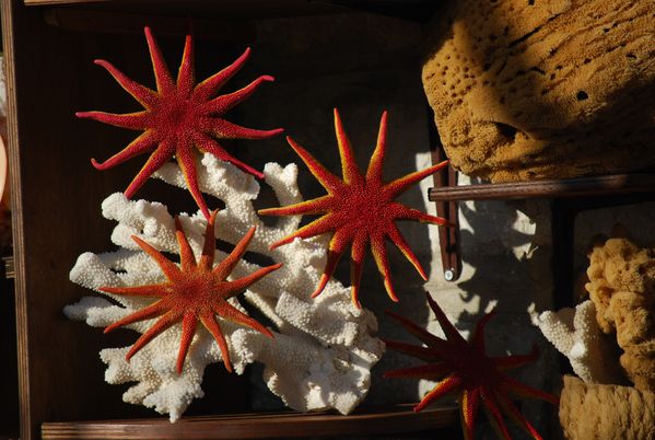 Corail, étoiles et éponges dans les boutiques de Symi