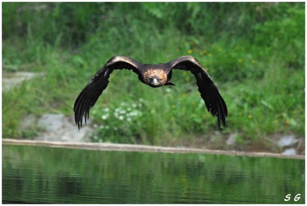 Aigle royal-copie-1