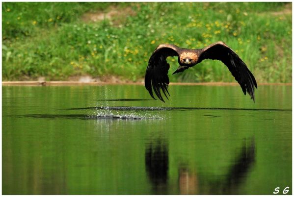 Aigle royal--