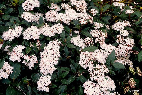 Q24---C-blanc.JPG