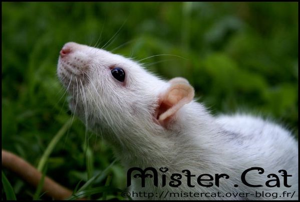 la-vie-des-rats-chez-mister-cat-photofarfouille-24