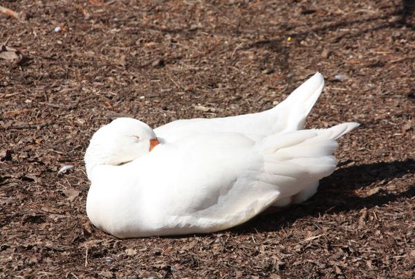 Animaux-3-5442-C-est-l-heure-de-la-sieste.jpg