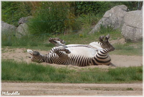zebre-de-hartmann-3.jpg