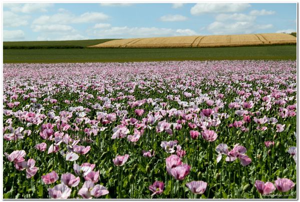 coquelicots et pavots 105