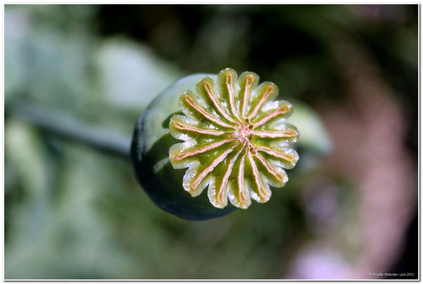 coquelicots et pavots 109