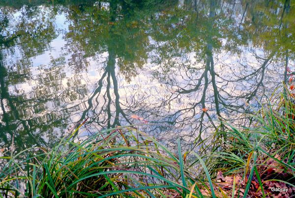 o05---Arbres-dans-l-eau.JPG
