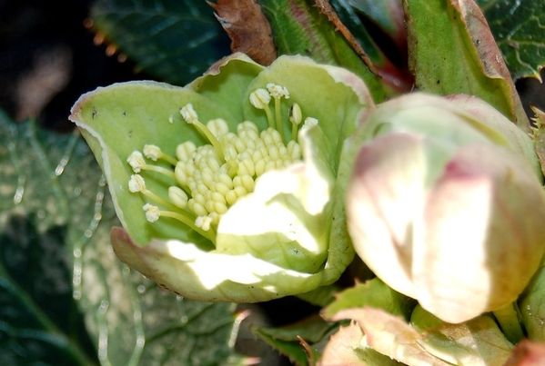 hellebore DSC 0806