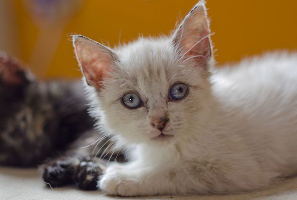 petite chatte photos