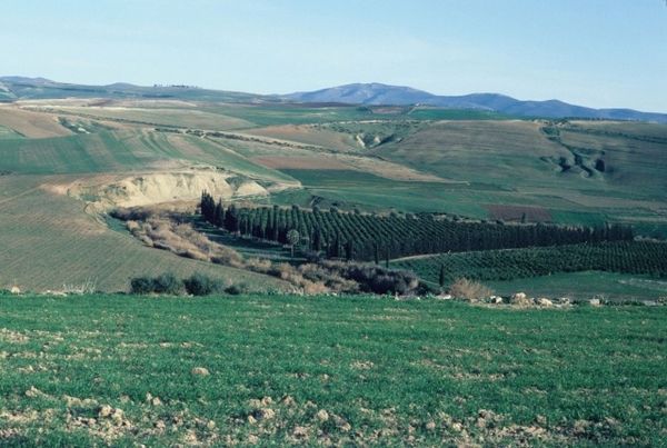 Orangeraie-de-Tlemcen.jpg